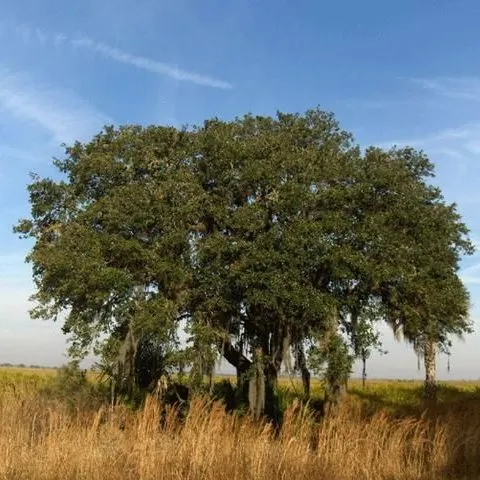 thumbnail for publication: Quercus geminata, Sand Live Oak